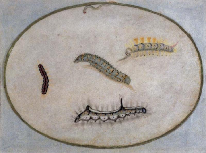 Maria Sibylla Merian Caterpillars oil painting picture
